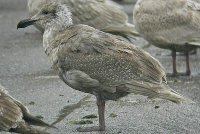 Glaucous-winged Gull (Larus glaucescens) 2.jpg